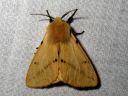 Tiedostonimi=Spilosoma_luteum_male_ilvessiilikas_koiras_IMG_6018.JPG
Tiedostokoko=83kt
Koko=600x450
Lisätty=25.02.2014 Spilosoma_luteum_male_ilvessiilikas_koiras_IMG_6018.JPG
