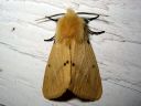 Spilosoma_luteum_male_ilvessiilikas_koiras_IMG_8542.jpg