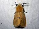 Spilosoma_luteum_male_ilvessiilikas_koiras_IMG_9533.jpg