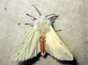 Spilosoma_urticae_janosiilikas_IMG_4893.JPG