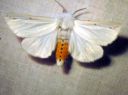 Spilosoma_urticae_janosiilikas_IMG_4894.JPG