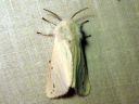 Spilosoma_urticae_janosiilikas_IMG_4898.JPG