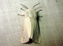 Spilosoma_urticae_janosiilikas_IMG_4899.JPG