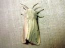 Spilosoma_urticae_janosiilikas_IMG_4900.JPG