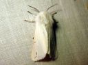 Spilosoma_urticae_janosiilikas_IMG_4901.JPG