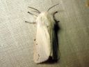 Spilosoma_urticae_janosiilikas_IMG_4902.JPG