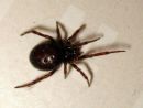 Tiedostonimi=Steatoda_bipunctata_pilkkupavukki_IMG_0563.JPG
Tiedostokoko=35kt
Koko=600x453
Lisätty=02.04.2015 Steatoda_bipunctata_pilkkupavukki_IMG_0563.JPG