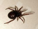 Steatoda_bipunctata_pilkkupavukki_IMG_0563.JPG