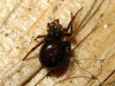 Steatoda_bipunctata_pilkkupavukki_IMG_0870.JPG