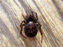 Steatoda_bipunctata_pilkkupavukki_IMG_1158.JPG