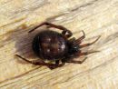 Steatoda_bipunctata_pilkkupavukki_IMG_1159.JPG