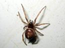 Steatoda_bipunctata_pilkkupavukki_IMG_2450.JPG