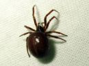 Steatoda_bipunctata_pilkkupavukki_IMG_3259.JPG