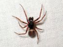 Steatoda_bipunctata_pilkkupavukki_IMG_3442.JPG