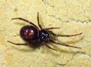 Steatoda_bipunctata_pilkkupavukki_IMG_5835.JPG