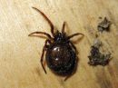 Steatoda_bipunctata_pilkkupavukki_IMG_6198.JPG