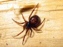 Steatoda_bipunctata_pilkkupavukki_IMG_7674.JPG