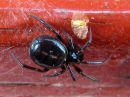 Steatoda_bipunctata_pilkkupavukki_IMG_9469.JPG