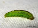 Stenoptilia_bipunctidactyla_larva_ketosulkanen_toukka_10_7_2015.jpg