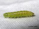 Stenoptilia_pterodactyla_larva_nurmitadykesulkanen_toukka_24_5_2016.JPG