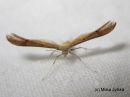 Stenoptilia_pterodactyla_nurmitadykesulkanen_3_6_2016_28229.JPG