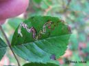 Stigmella_anomalella_ruusukaapiokoi_12_9_2014.jpg