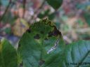 Stigmella_anomalella_ruusukaapiokoi_12_9_2014_.jpg