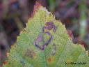 Stigmella_betulicosa_suokaapiokoi_5_10_2014_.jpg