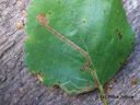 Stigmella_confusella_kevatkaapiokoi_2_9_2014.jpg