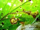 Stigmella_filipendulae_mine_angervokaapiokoi_miina_mesiangervolla_22_9_2017.jpg