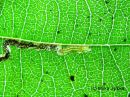 Stigmella_glutinosae_larva_lepikkokaapiokoi_toukka_tervalepalla_3_9_2017.jpg