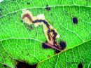 Stigmella_incognitella_larva_tummaomenakaapiokoi_toukka_omenapuulla_21_9_2016.JPG