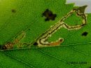 Stigmella_lapponica_larva_nappokaapiokoi_toukka_koivulla_21_9_2016.JPG