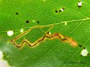 Stigmella_lapponica_mine_nappokaapiokoi_miina_22_7_2015.JPG