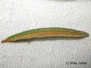 Tiedostonimi=Stigmella_lediella_mine_pursukaapiokoi_miina_suopursulla_4_9_2017.jpg
Tiedostokoko=46kt
Koko=600x450
Lisätty=16.01.2018 Stigmella_lediella_mine_pursukaapiokoi_miina_suopursulla_4_9_2017.jpg