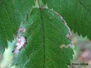 Tiedostonimi=Stigmella_magdalenae_hitukaapiokoi_11_9_2014.jpg
Tiedostokoko=245kt
Koko=600x450
Lisätty=10.03.2015 Stigmella_magdalenae_hitukaapiokoi_11_9_2014.jpg