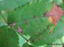 Stigmella_magdalenae_hitukaapiokoi_11_9_2014_2.jpg