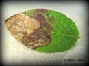 Stigmella_myrtillella_mine_mustikkakaapiokoi_miina_mustikalla_4_9_2017.jpg