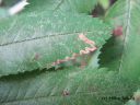 Stigmella_nylandriella_pikkukaapiokoi_15_8_2014.jpg