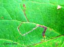 Stigmella_oxyacanthella_mine_aitakaapiokoi_miina_omenapuulla_20_9_2014.jpg