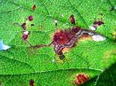 Stigmella_poterii_mine_luhtakaapiokoi_miina_hillalla_29_9_2015.JPG