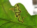 Stigmella_ruficapitella_larva_puistotammikaapiokoi_toukka_tammella_11_7_2018.jpg