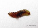 Stigmella_sorbi_larva_pihlajakaapiokoi_toukka_9_7_2015.jpg