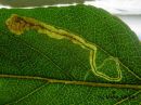 Stigmella_trimaculella_mine_ruostekaapiokoi_miina_palsamipoppelilla.JPG