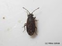 Stygnocoris_fuligineus_himmeanukkalude_8_12_2014.jpg