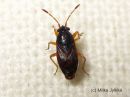 Stygnocoris_sabulosus_ruskonukkalude_28_10_2015.JPG