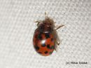 Subcoccinella_vigintiquatuorpunctata_neilikkapirkko_16_3_2015.jpg