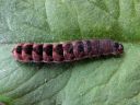 Sunira_circellaris_larva_keltamakiyokkonen_toukka_IMG_0315.JPG