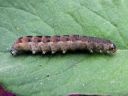 Sunira_circellaris_larva_keltamakiyokkonen_toukka_IMG_0316.JPG