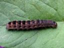 Sunira_circellaris_larva_keltamakiyokkonen_toukka_IMG_0317.JPG